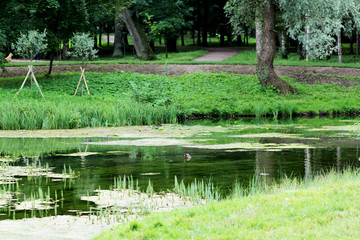 Lake in the park