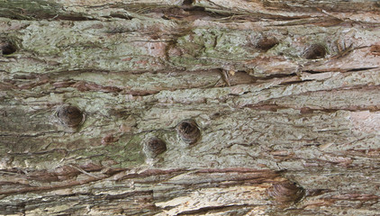 Background with bark balsa wood cork tree texture.