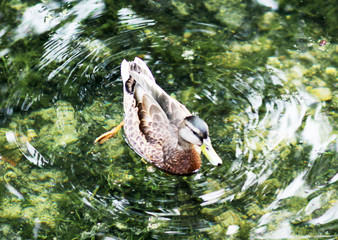 Duck on the lake