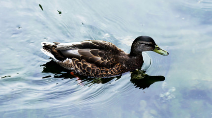 Duck on the lake