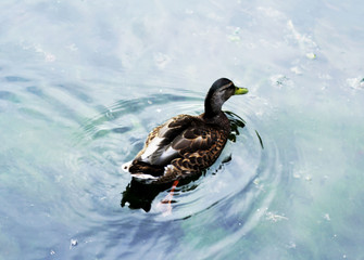 Duck on the lake