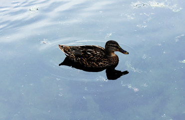 Duck on the lake