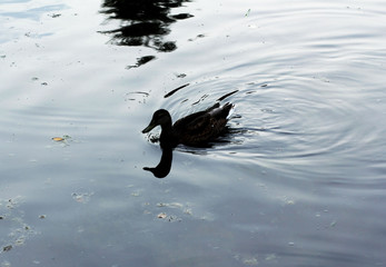 Duck on the lake
