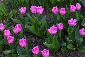 The pretty color of peach tulips beginning to open under the warmth of Springtime sunshine