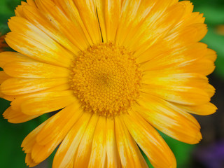 Daisy Marigold yellow, flower petals at the base of dark-yellow at the edges light-yellow. Closeup photo chamomile in garden bed