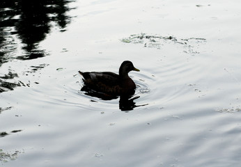 Duck on the lake