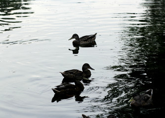 Ducks on the lake