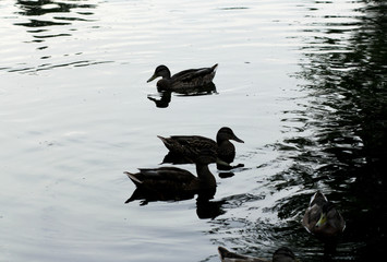 Ducks on the lake