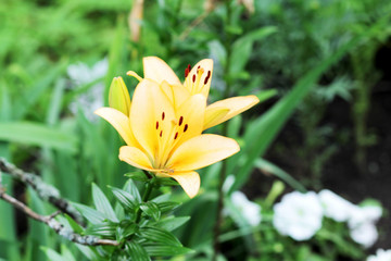 Obraz premium Lily flower