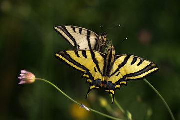 Tiger swallow butterfly ; Papilio alexanor