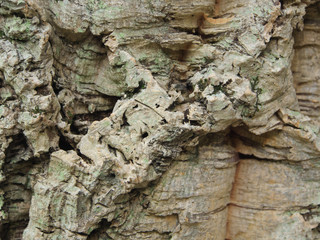 Background with bark balsa wood cork tree texture.
