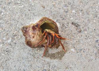 A close up photograph of a hermit crab emerging from the host shell. Sea crab on a rocks. Macro photo.