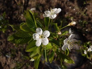 Little flowers of cherry. Frolicking cherry blossoms in the garden. Beautiful white flowers.