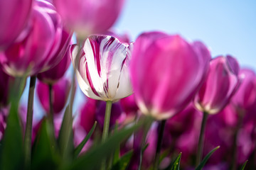 Beautiful colored Dutch tulips in a flowering tulip field