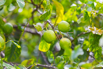 Fruits of citrus orange tree branches closeup shot.