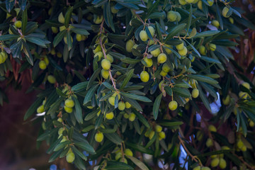  Branches with the fruits of the olive tree olives shot close-up. 