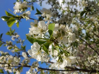 Little flowers of cherry. Frolicking cherry blossoms in the garden. Beautiful white flowers.