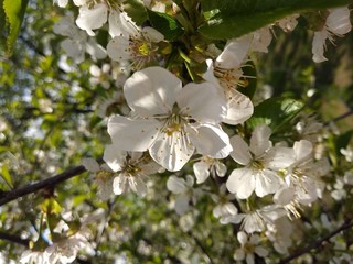 Little flowers of cherry. Frolicking cherry blossoms in the garden. Beautiful white flowers.