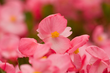 Fototapeta premium Romantic pink flowers, summer crabapple flowers