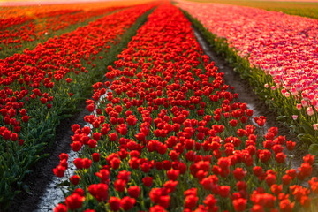 Beautiful colored Dutch tulips in a flowering tulip field