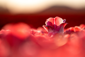 Sunset and warm sun light over the colored blooming tulip fields of holland