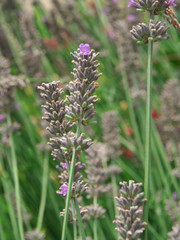 Fresh mint with flowers in garden. Blooming field of spearmint peppermint and bergamot