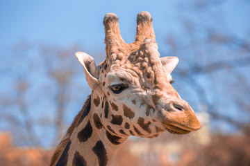 Girafe head standing in the bushes, Zambia, Southern Africa