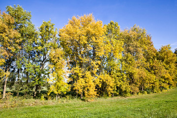 Fototapeta na wymiar Autumn deciduous trees.