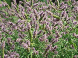 Obraz premium Fresh mint with flowers in garden. Blooming field of spearmint peppermint and bergamot