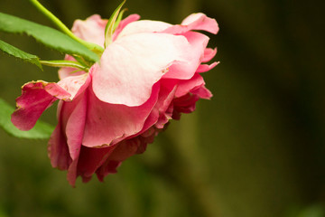 Obraz premium Summer rose, elegant Chinese rose, material