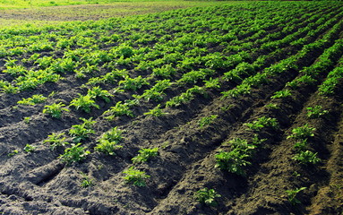  Field with sprouted potatoes. Farm in the village. Season to plant potatoes. Green vegetable bushes.