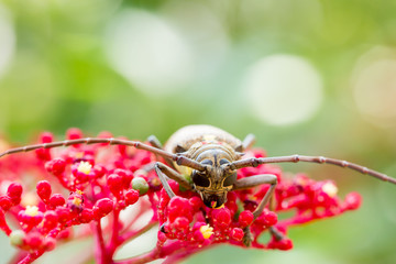 Fototapeta na wymiar The Exotic Beautiful Longhorn Beetle Palo Verde on Leea guineensis flower.