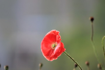 red poppy