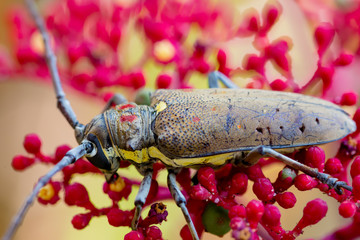 The Exotic Beautiful Longhorn Beetle Palo Verde on Leea guineensis flower.