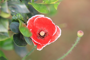 red poppy