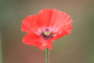 red poppy