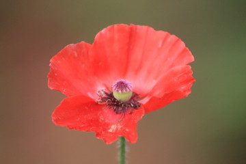 red poppy