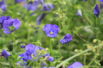 flower in garden