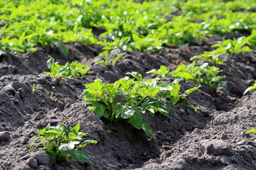  Field with sprouted potatoes. Farm in the village. Season to plant potatoes. Green vegetable bushes.