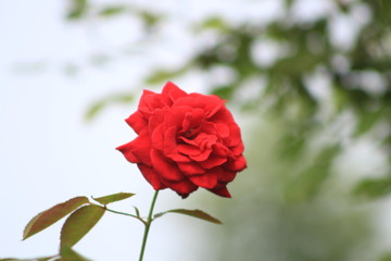 red rose