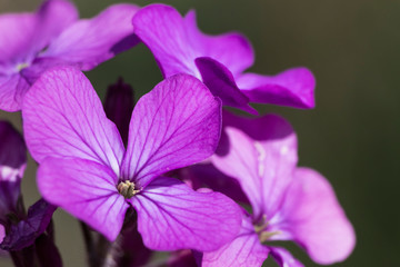 Wild violets flowers during spring full of details