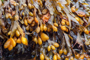 Fucus vesiculosus, bladder wrack or rockweed hanging from a wet rock. Also known as black tang, sea...