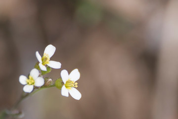 Spring white flowers in a soft background