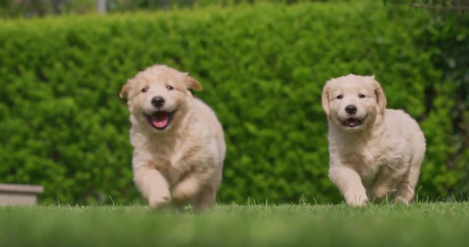 Slow motion of two playful puppies of pedigreed Golden Retriever dog are running in a green park in a sunny day.