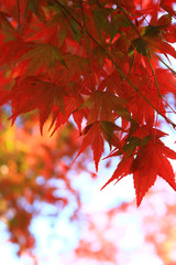 Japanese maple scene that turned red in autumn