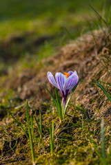 Crocus vernus making an early debut in march.