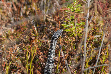 Viper snake