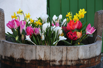 close-up of spring flowers in old wooden bucket