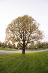 Obraz premium Wide angle photo of a tree in a graveyard.