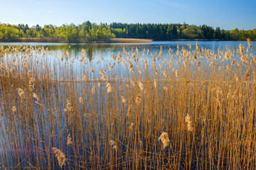 Spring feeling at a beautiful lake with reeds